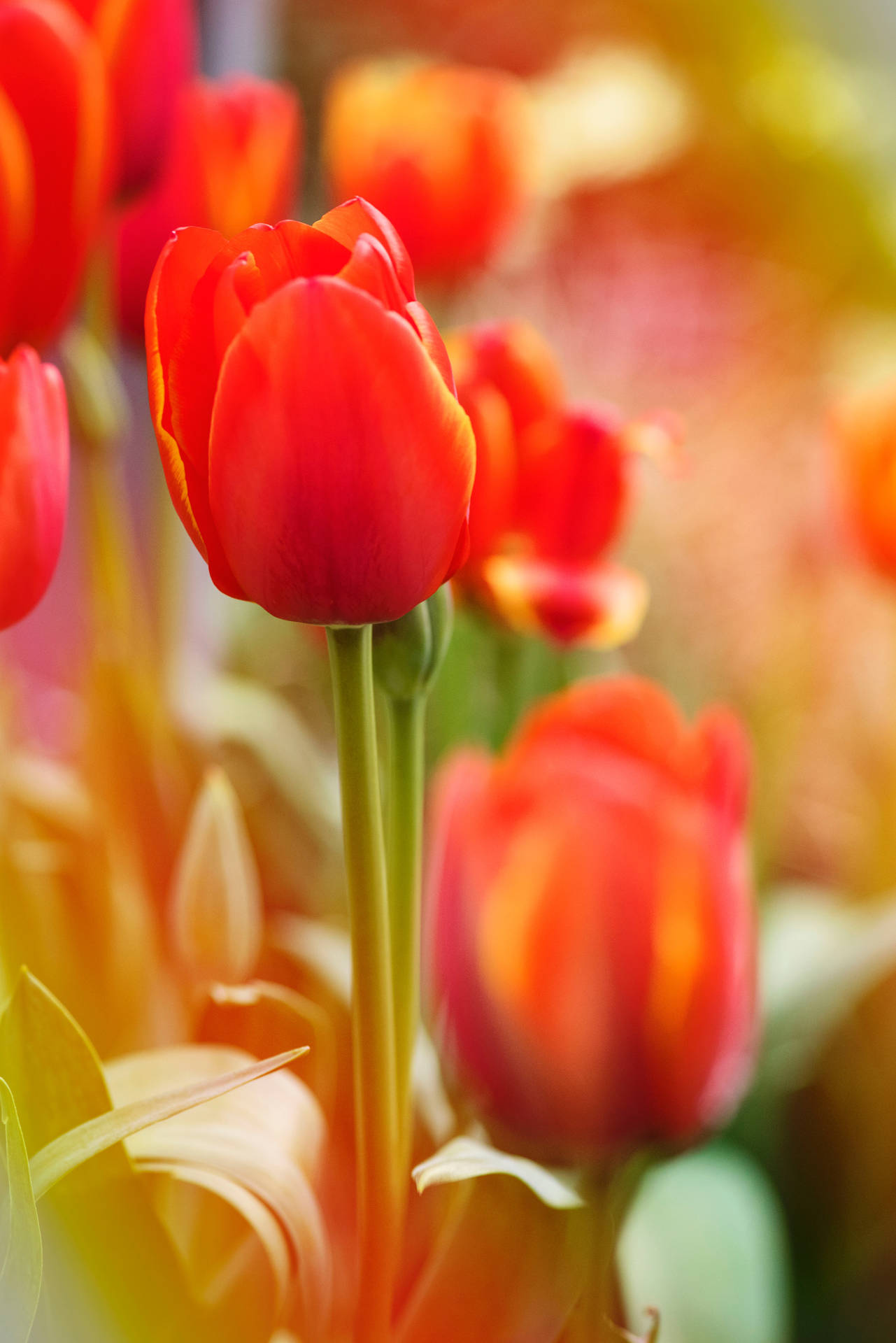 Orange Tulip Flower Android Background