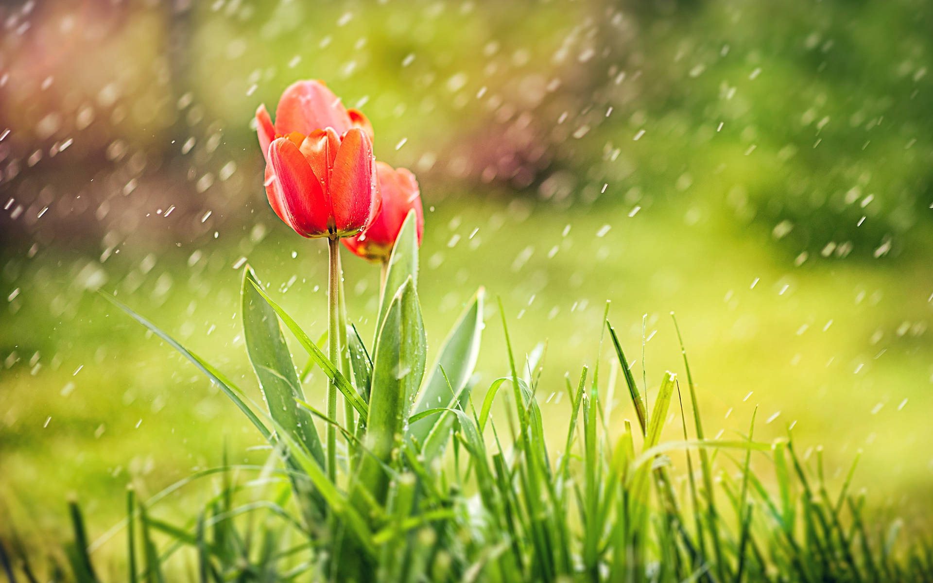 Orange Tulips Most Beautiful Rain Background