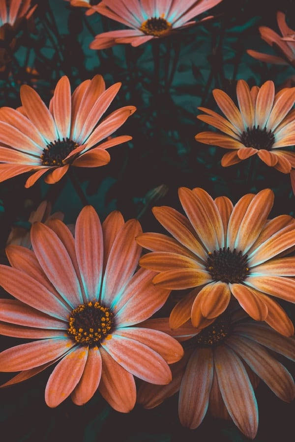 Orange Vintage Flower Aesthetic Daisies Background