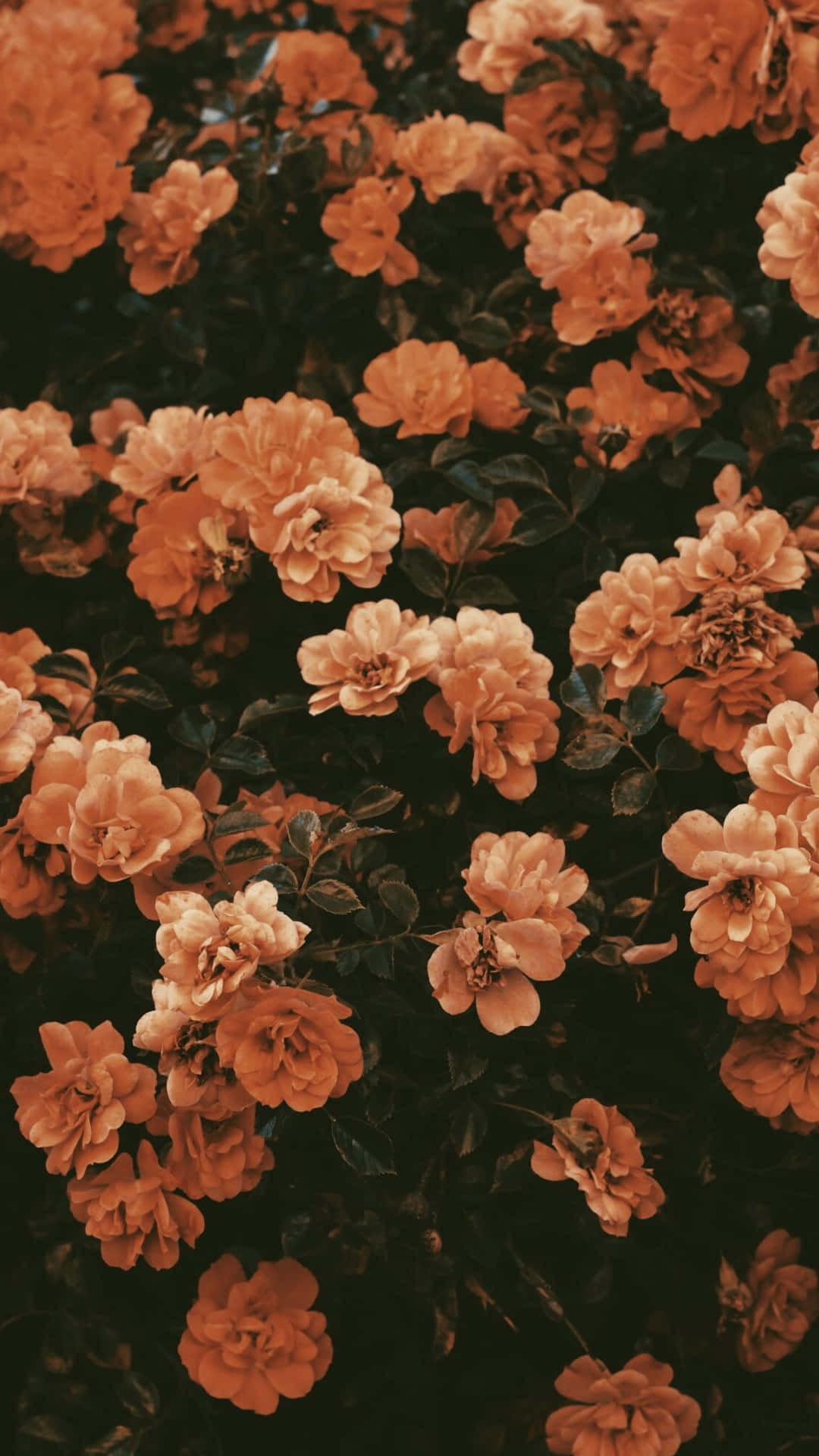 Orange Vintage Flower Background