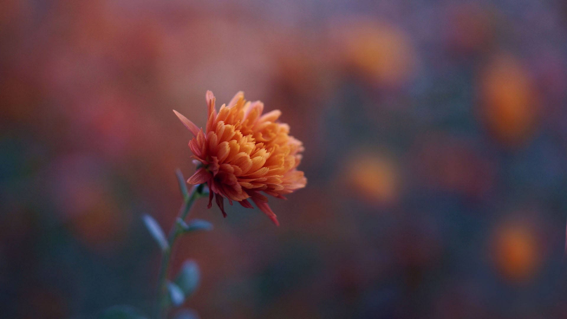 Orange Wild Chrysanthemum Background
