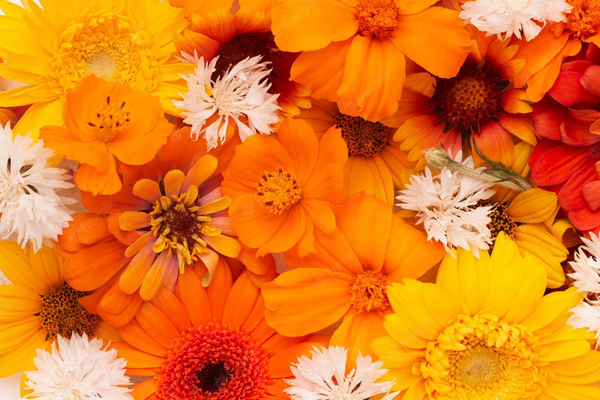 Orange, Yellow, And White Flowers Background