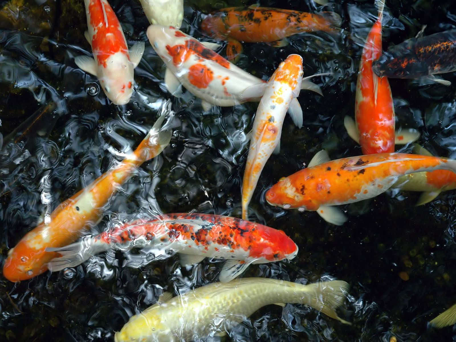 Orange, Yellow, And White Live Koi Fish Background