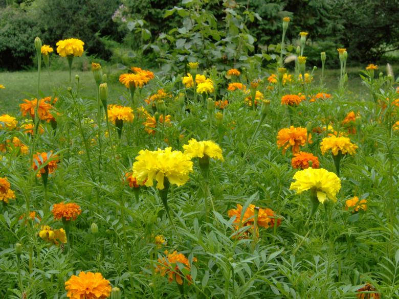 Orange Yellow Blooms Flower Garden Background