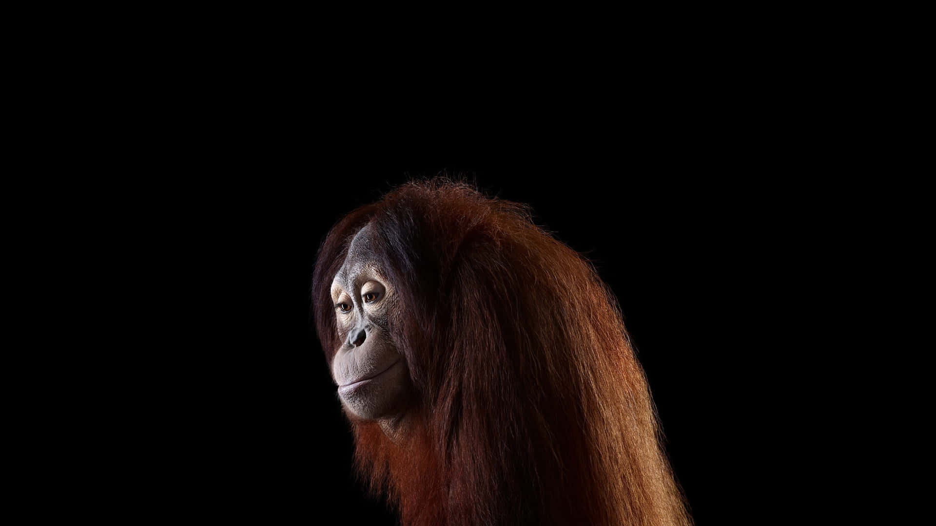 Orangutan Aesthetic Sideview Photo