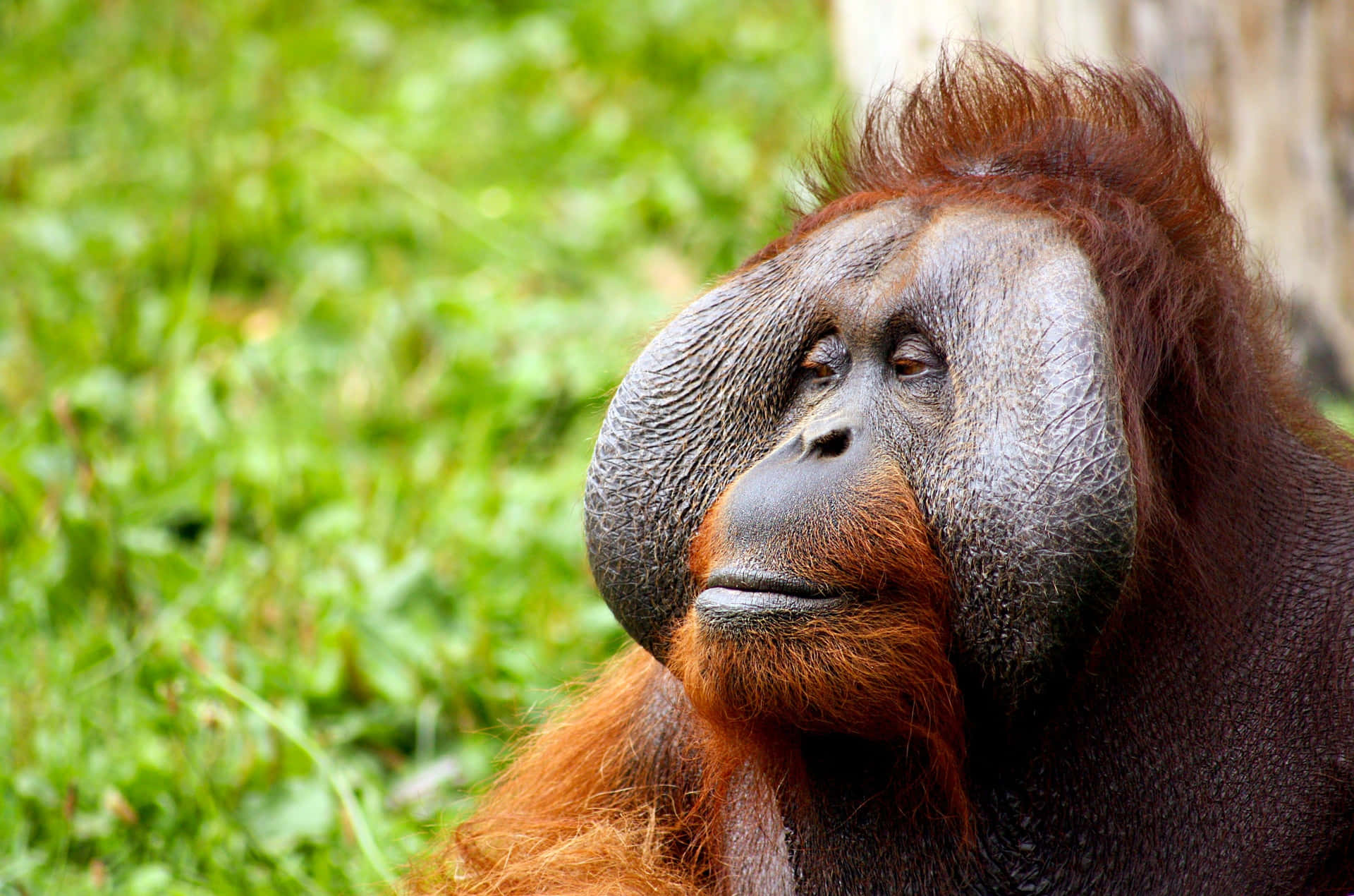 Orangutan: An Epitome Of Intelligence In The Wild Background