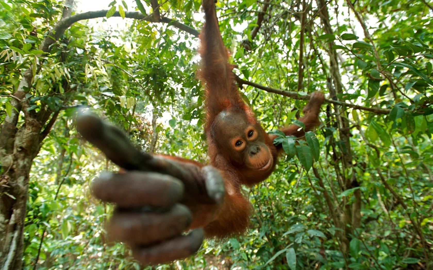 Orangutan Hanging From Trees Background