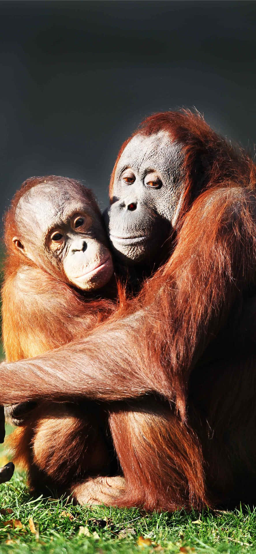 Orangutan Hugging Each Other