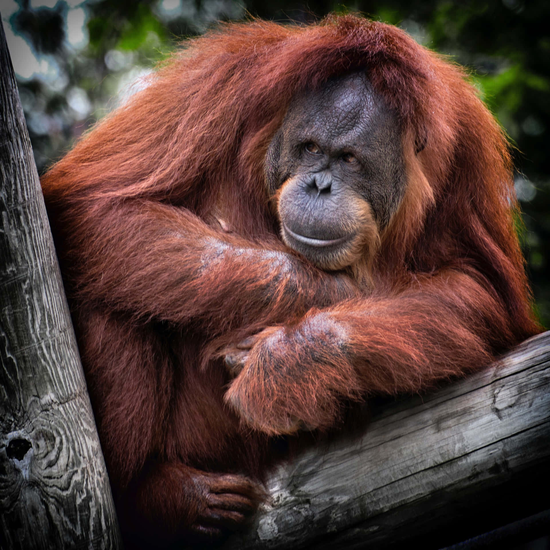 Orangutan Largest Arboreal Mammal Background