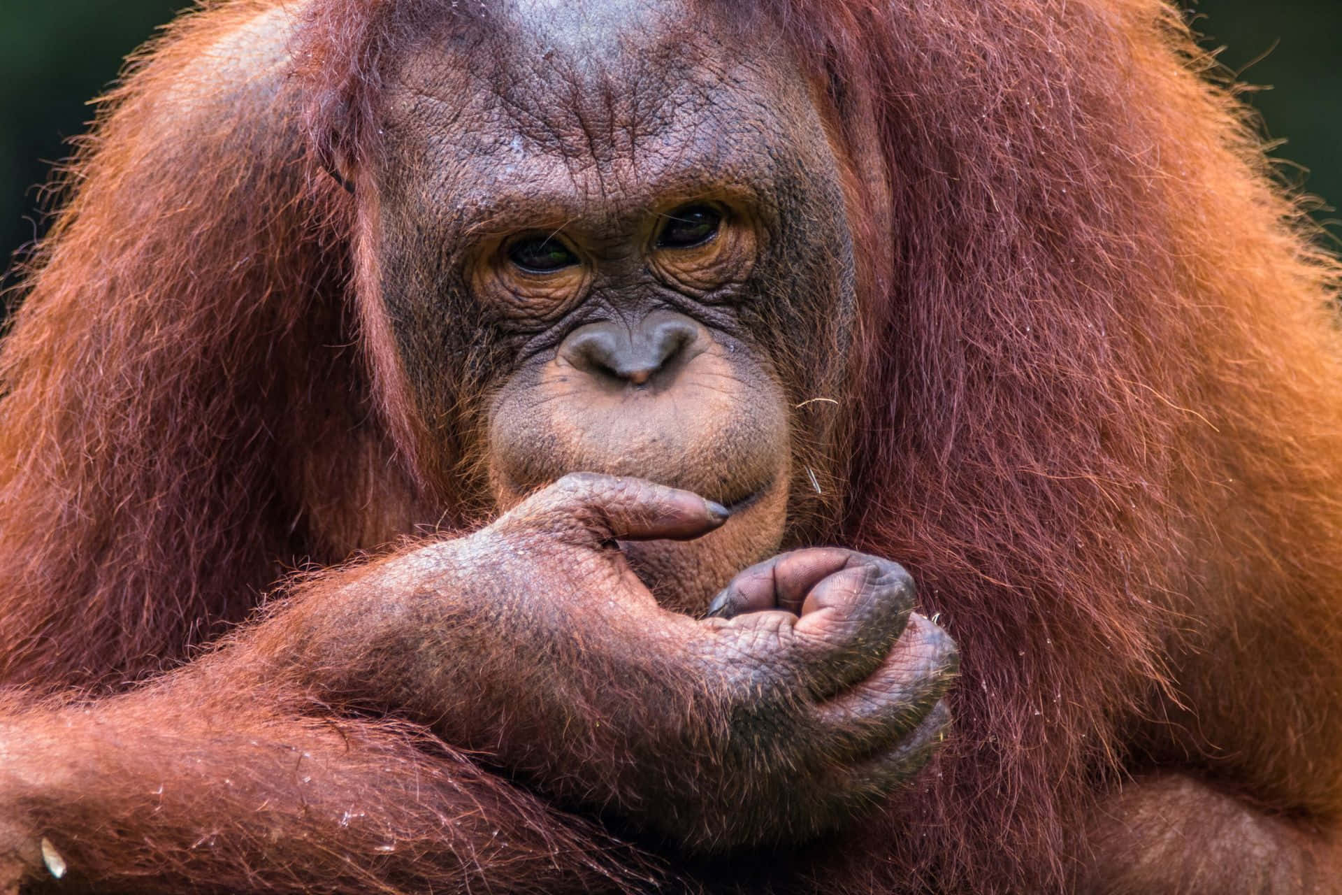 Orangutan Red Haired Great Apes Background