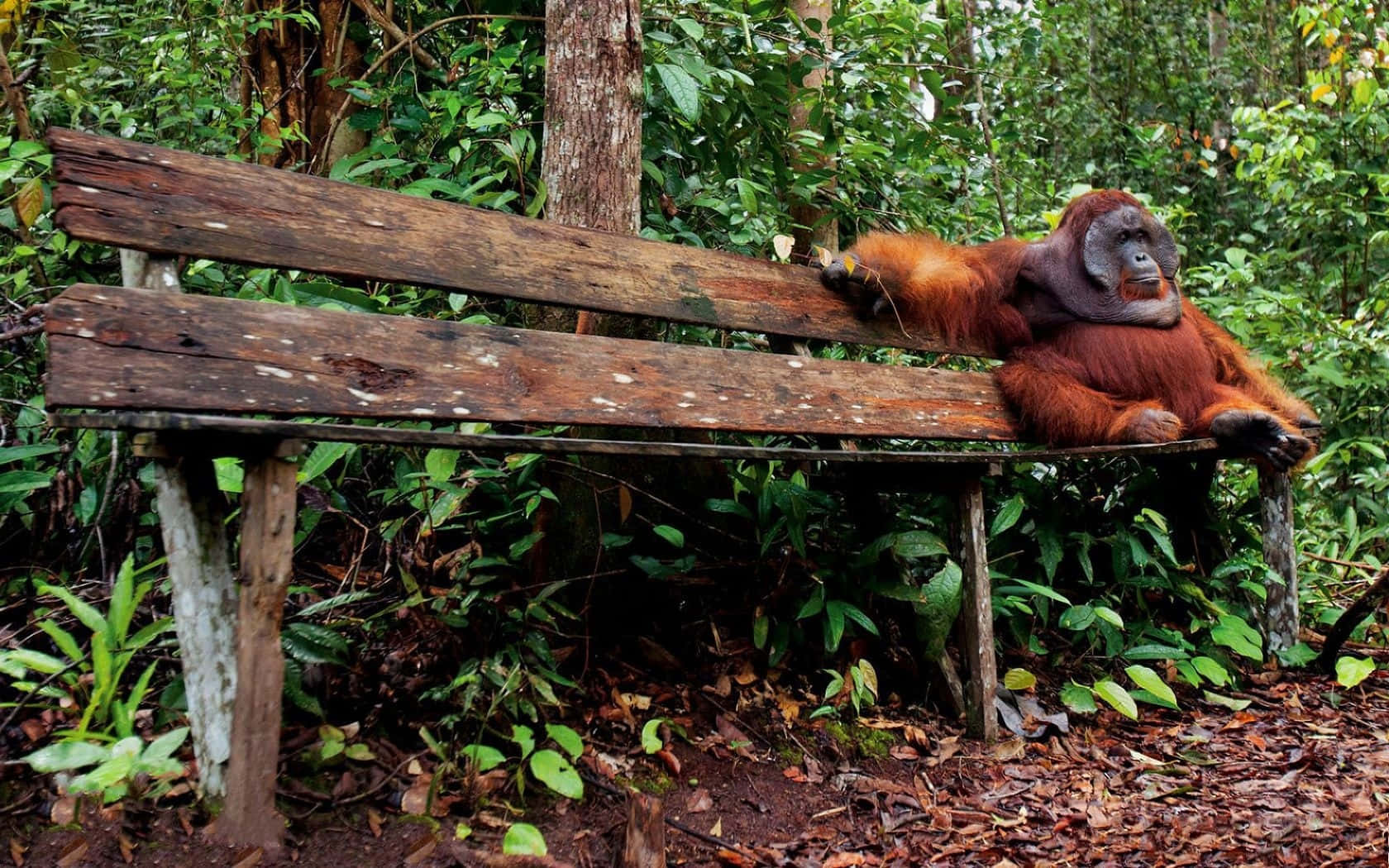 Orangutan Sitting On Wood Bench