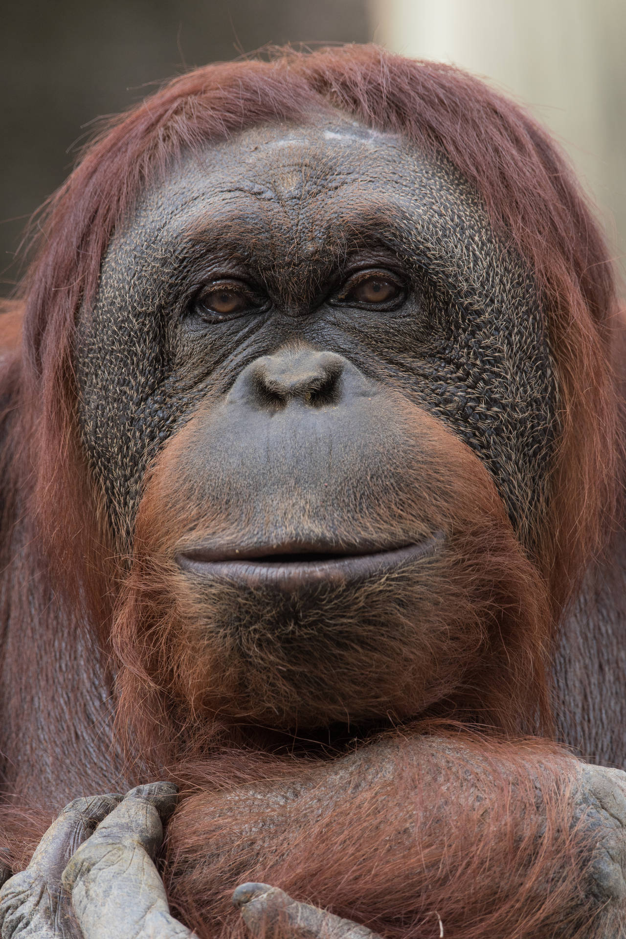 Orangutan Up Close Awesome Animal Background