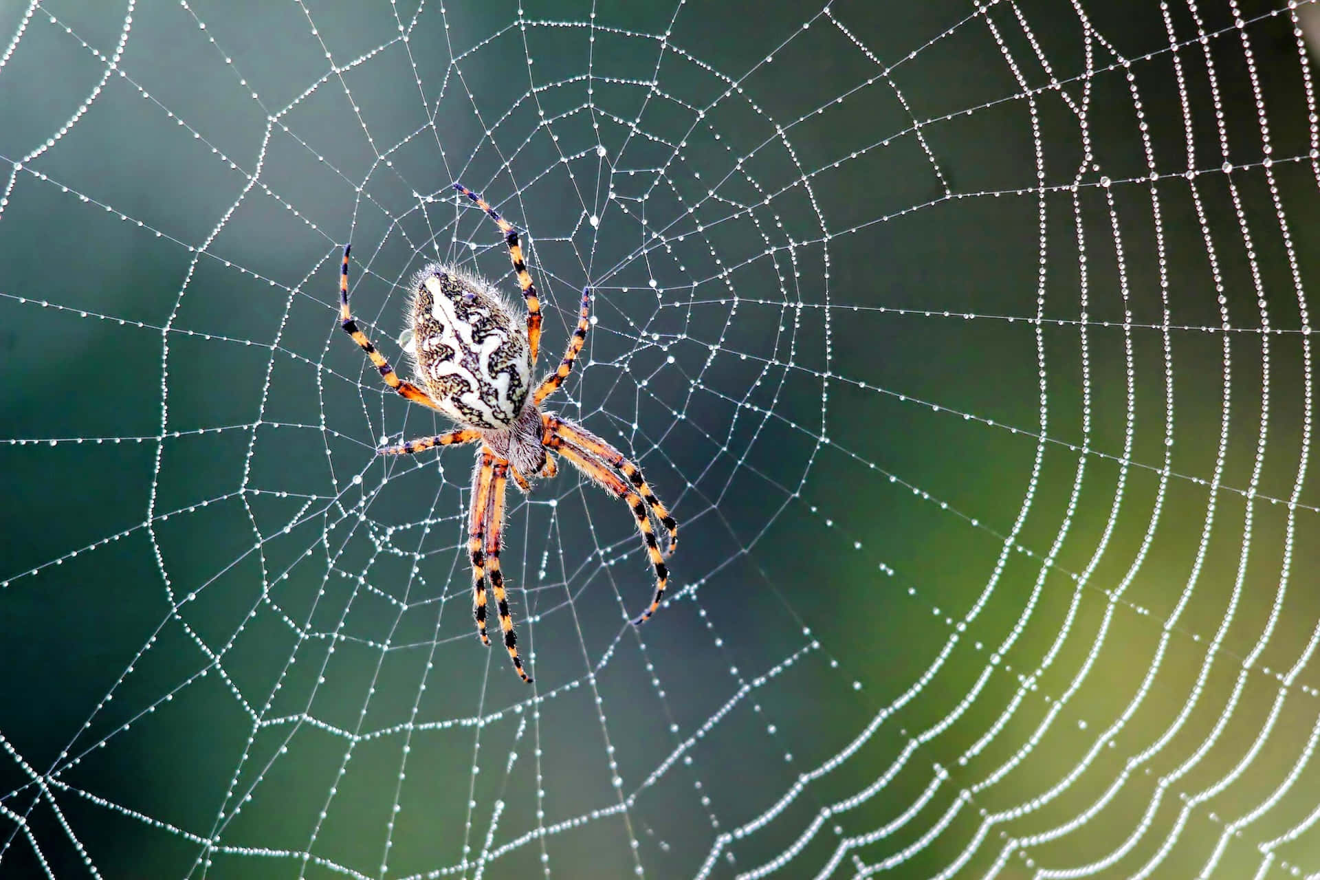 Orb Weaver Spideron Web Background