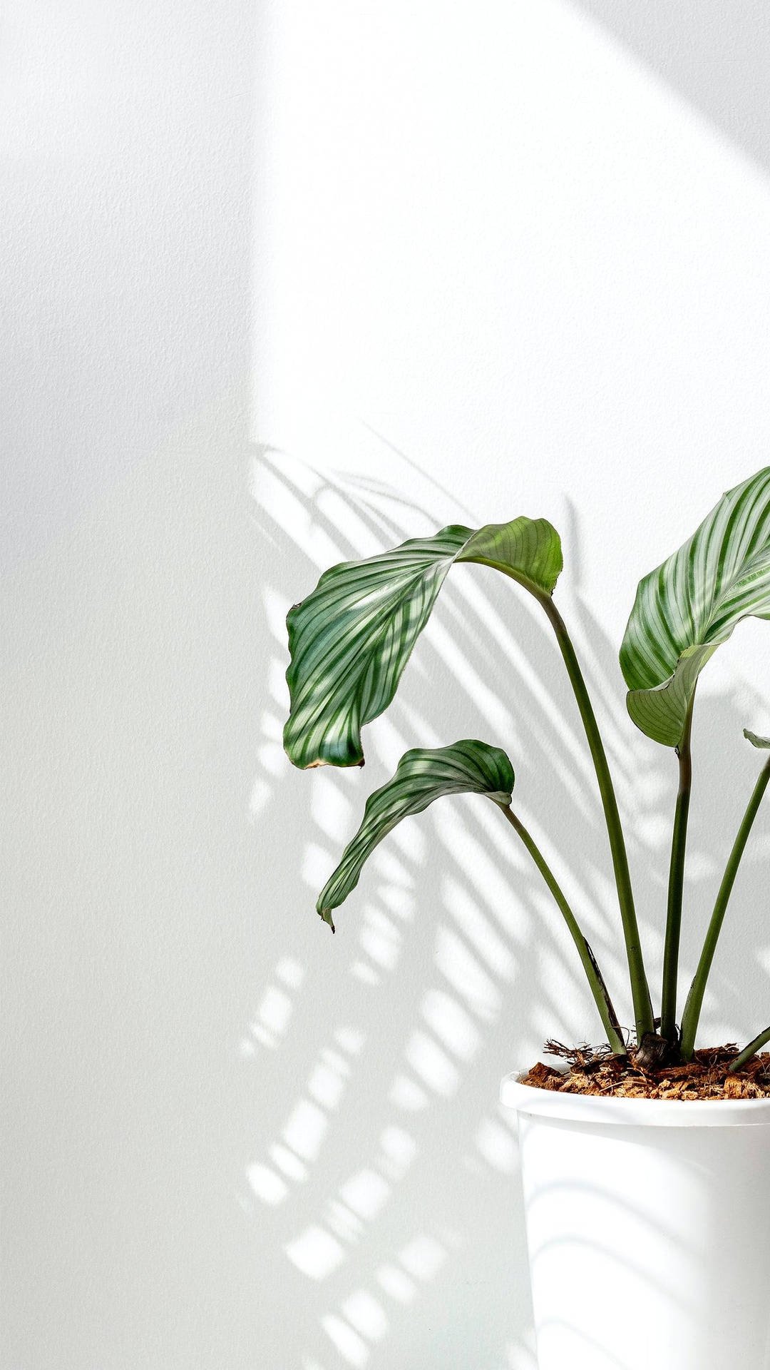 Orbifolia Prayer Plants Natural Light Background