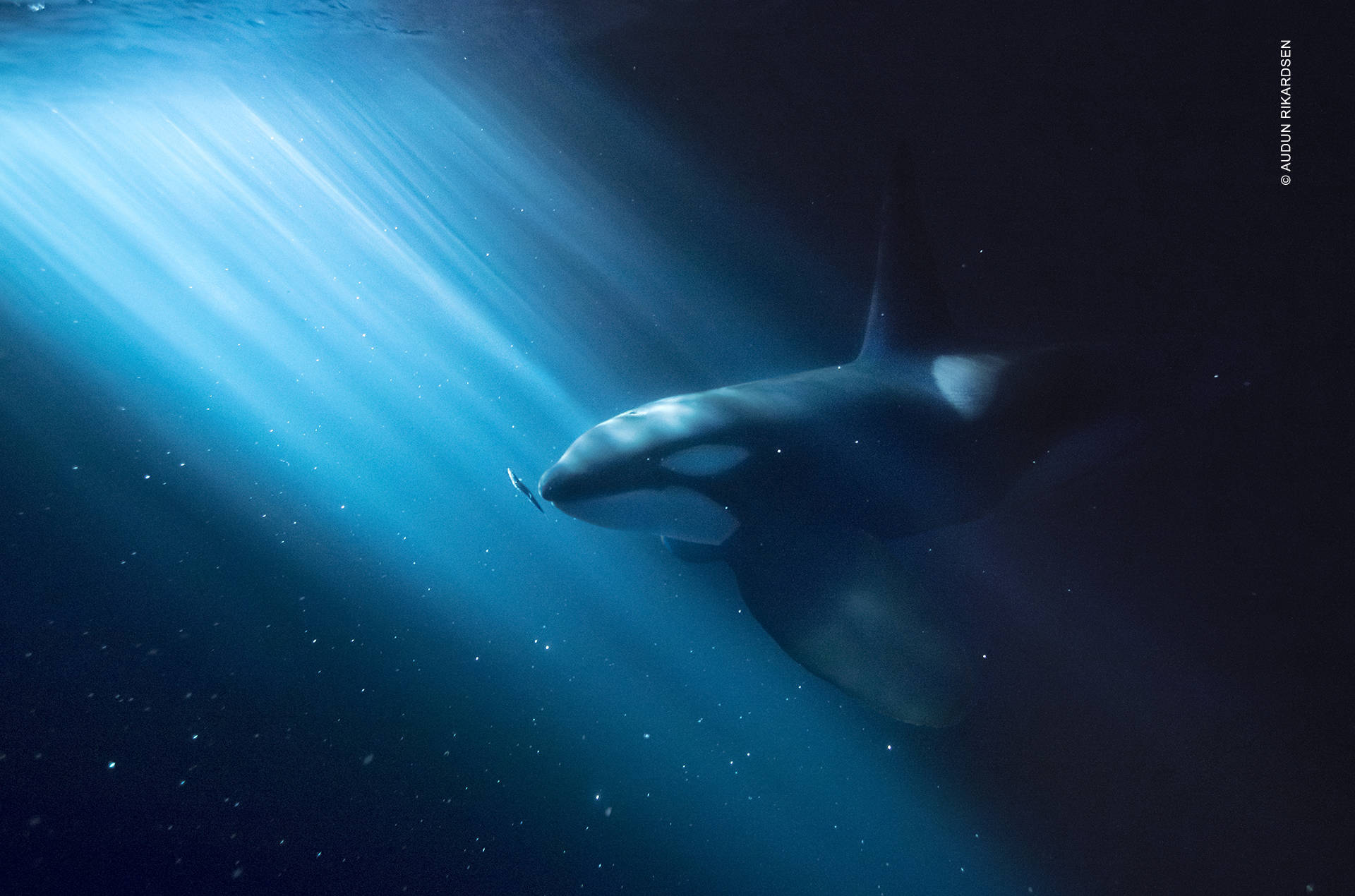 Orca Killer Whale In The Ocean Screen Saver