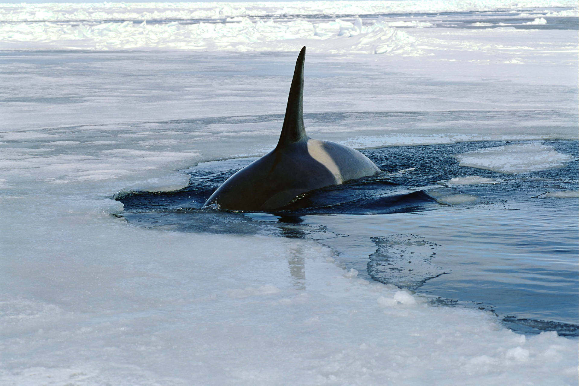 Orca Whale Fin On Ice Background