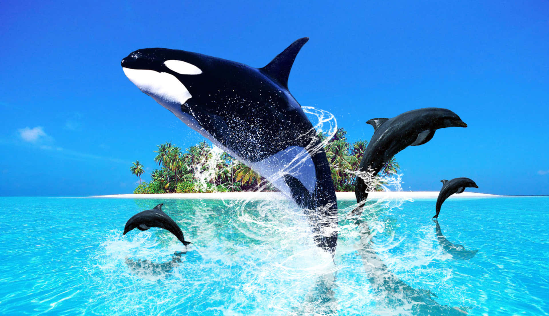 Orca Whales Jumping In The Ocean With Dolphins Background