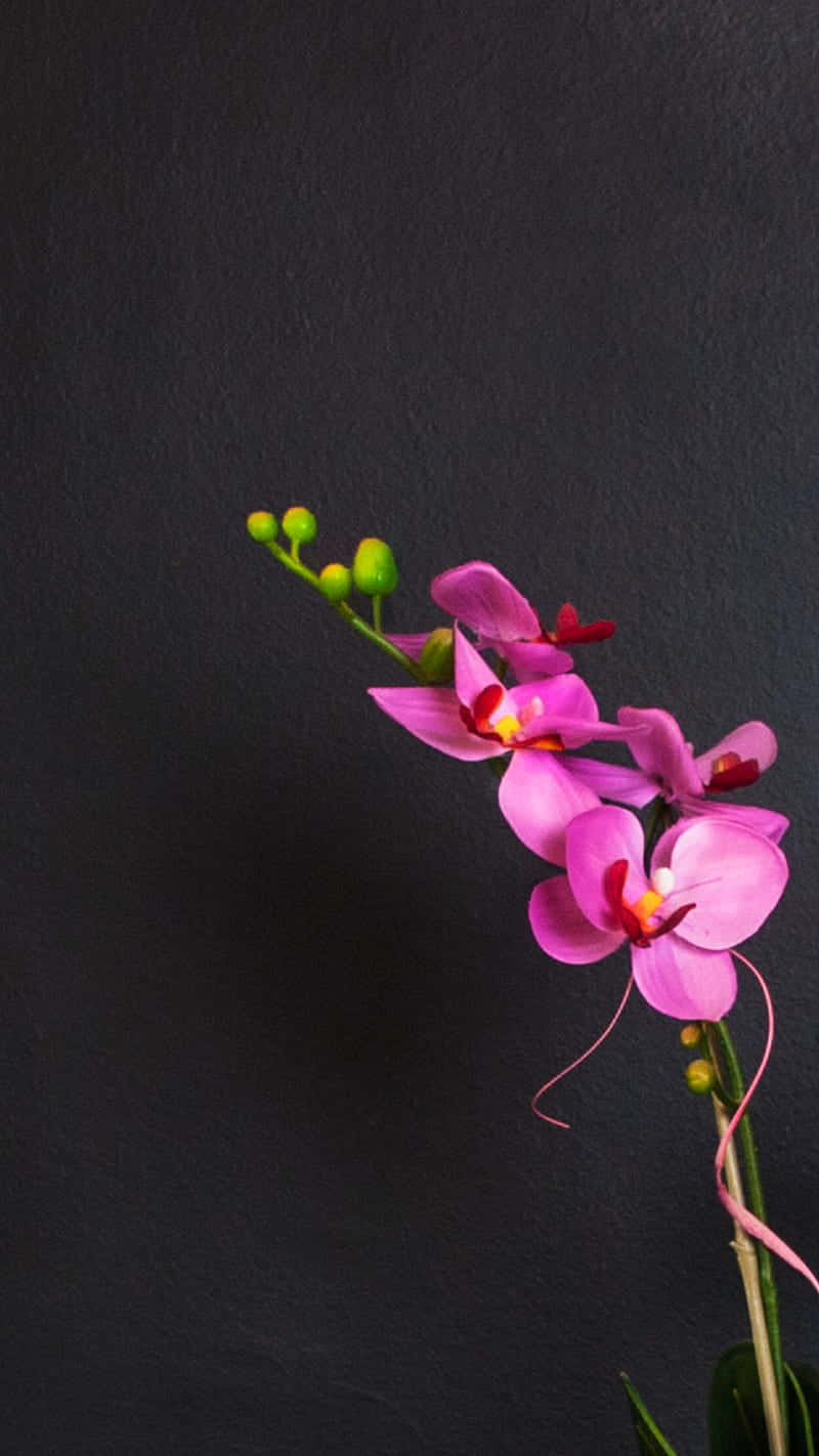 Orchid Black And Pink Flower Background