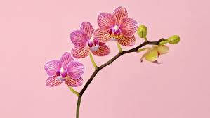 Orchid Flowers Screen Art Background