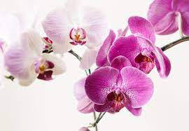 Orchid Flowers Snapshot Background