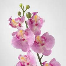 Orchid On White Wall Background