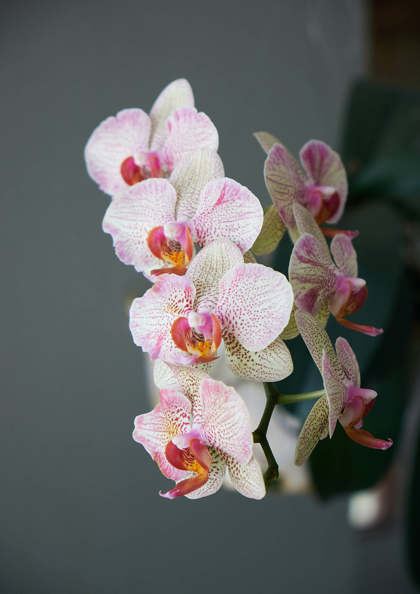 Orchid Plant Aesthetic Background