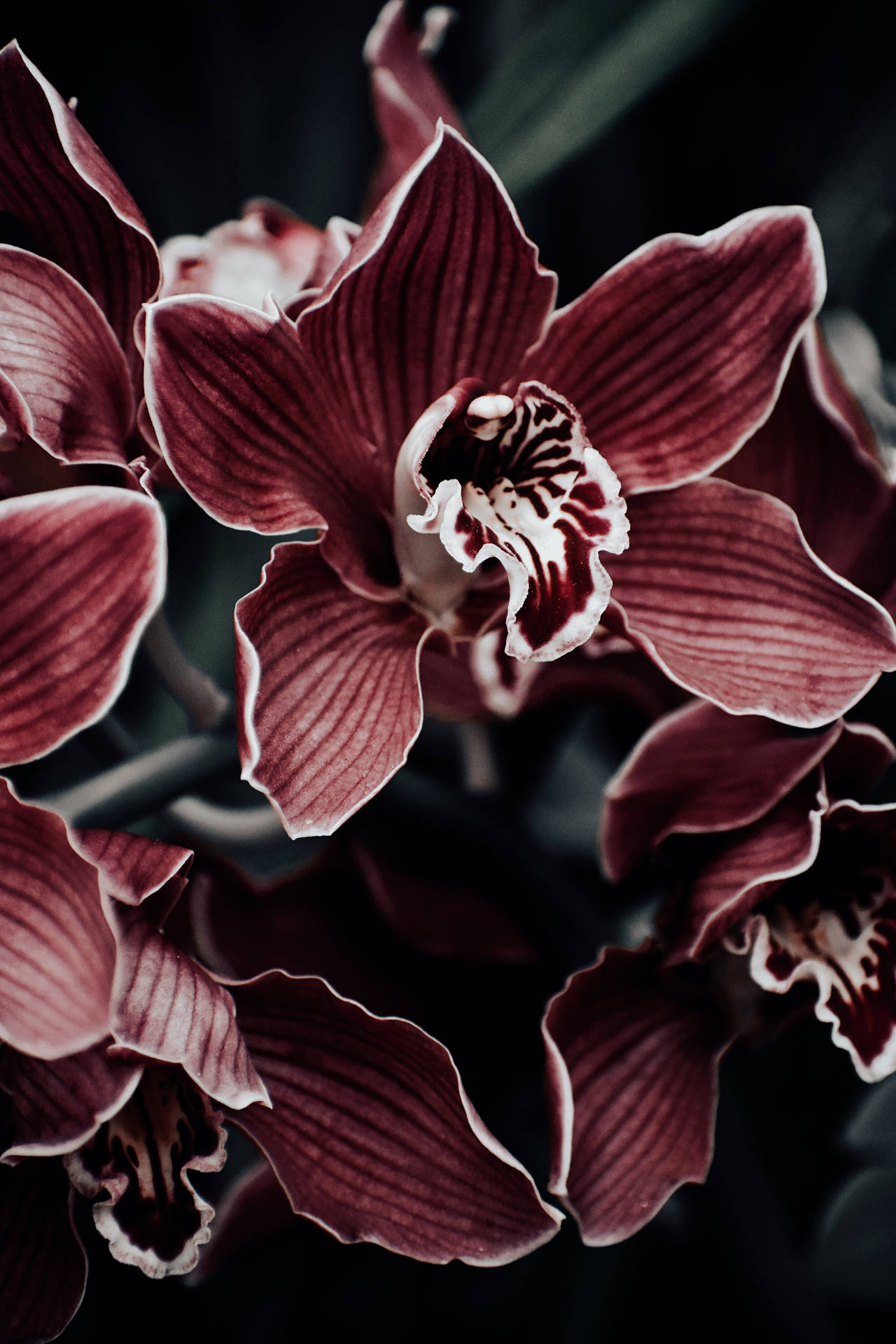 Orchid With Dark Filter Background