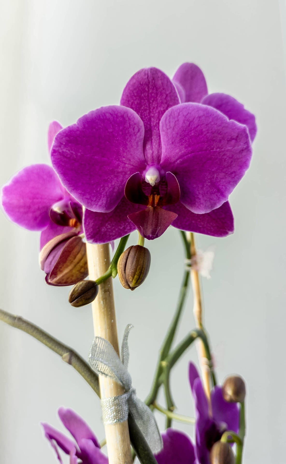 Orchid With Purple Flowers Iphone Background