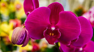 Orchidelirium Orchid Variety Background