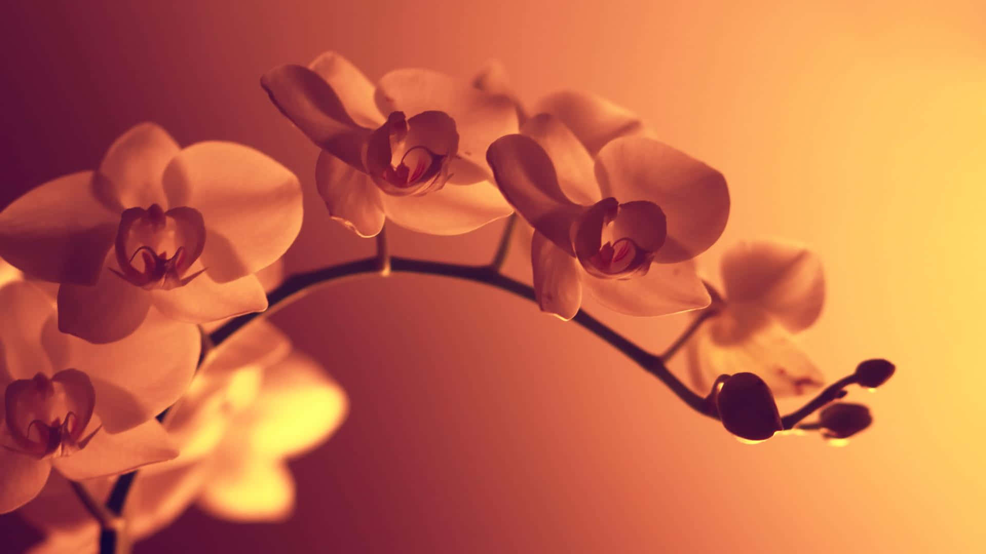 Orchids In The Sun Wallpaper Background