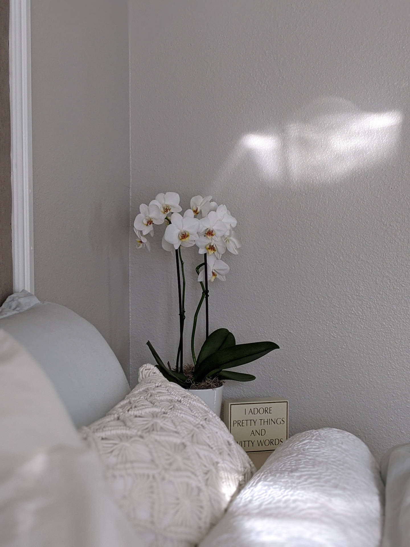Orchids In White Room Background
