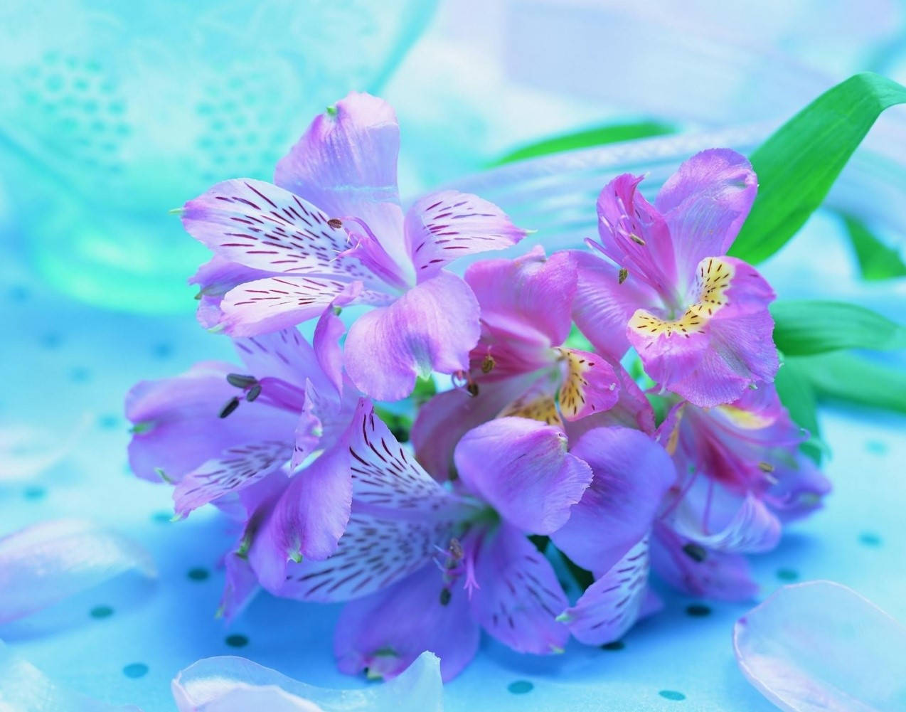 Orchids Purple Flower Desktop Background