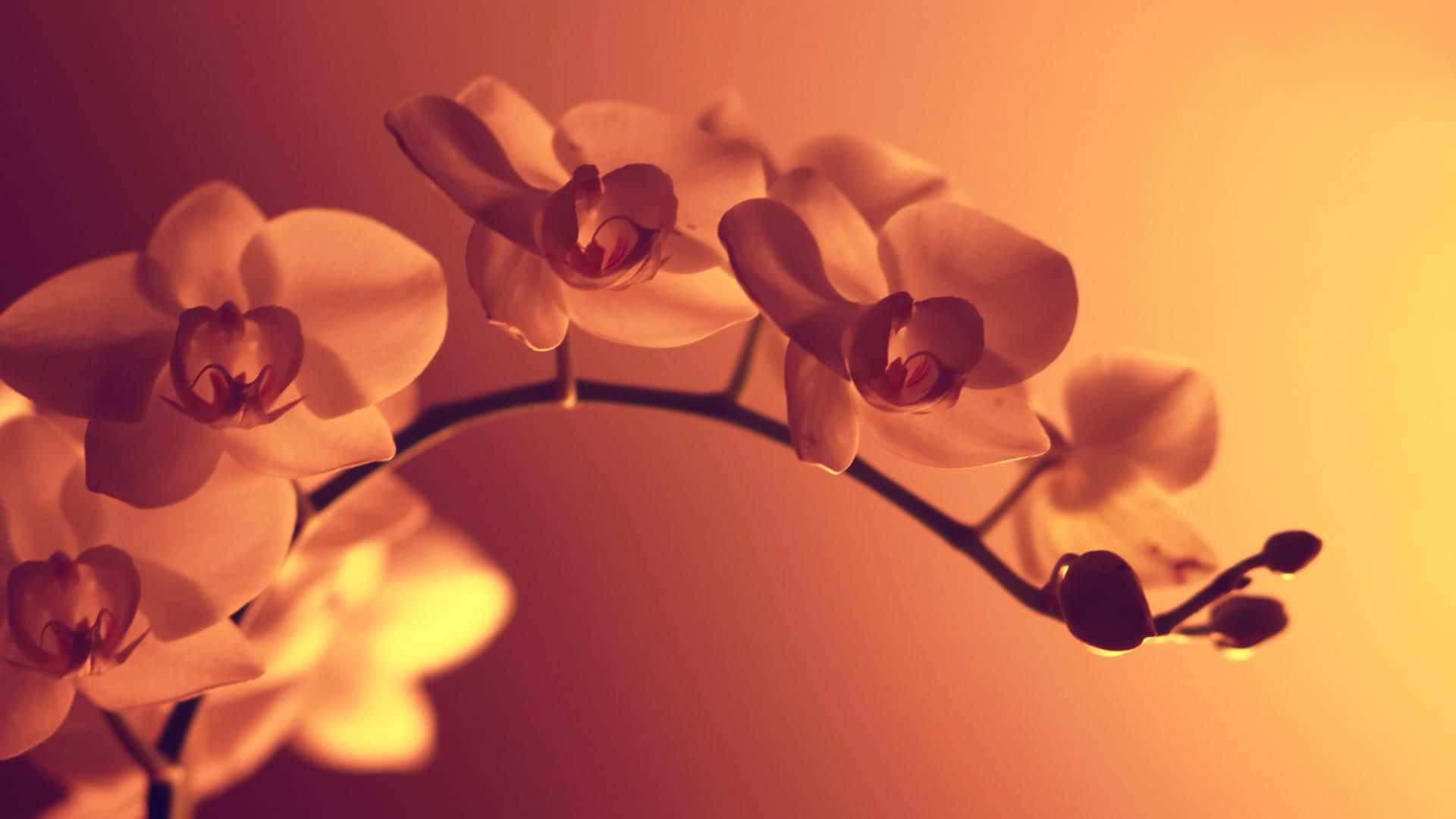 Orchids Wallpapers Hd - Wallpapers For Desktop Background