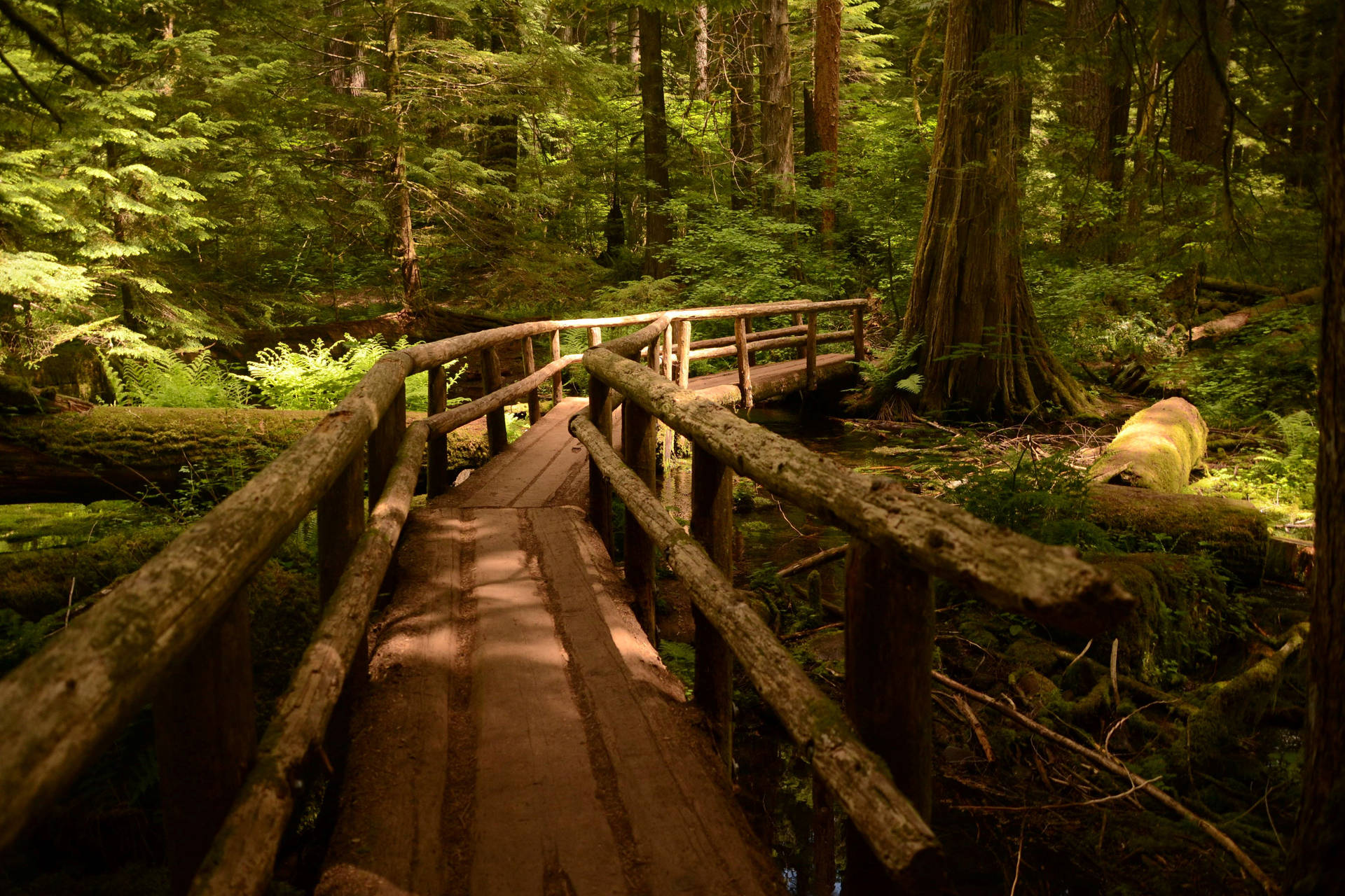 Oregon Footbridge Path Background