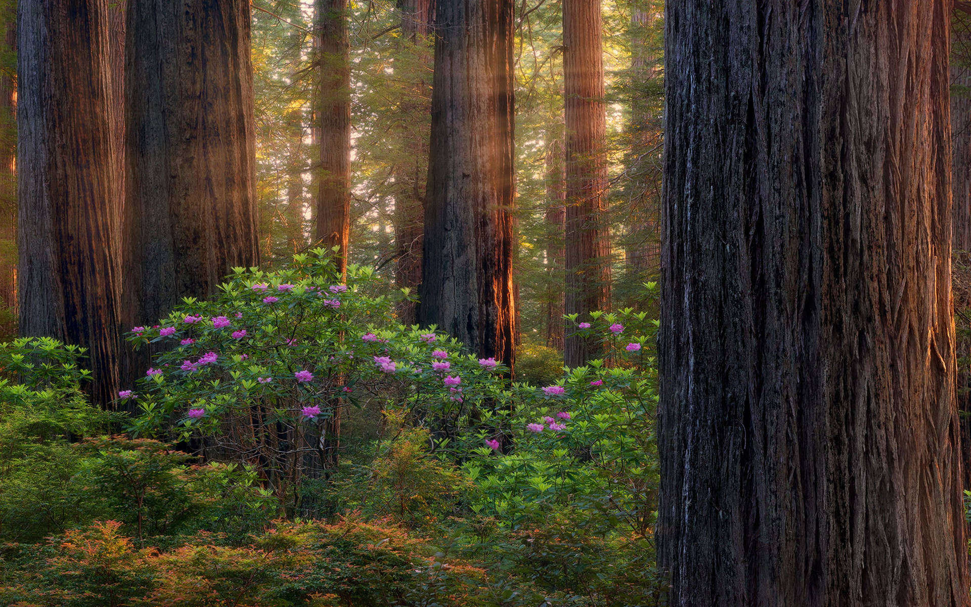 Oregon Forest Purple