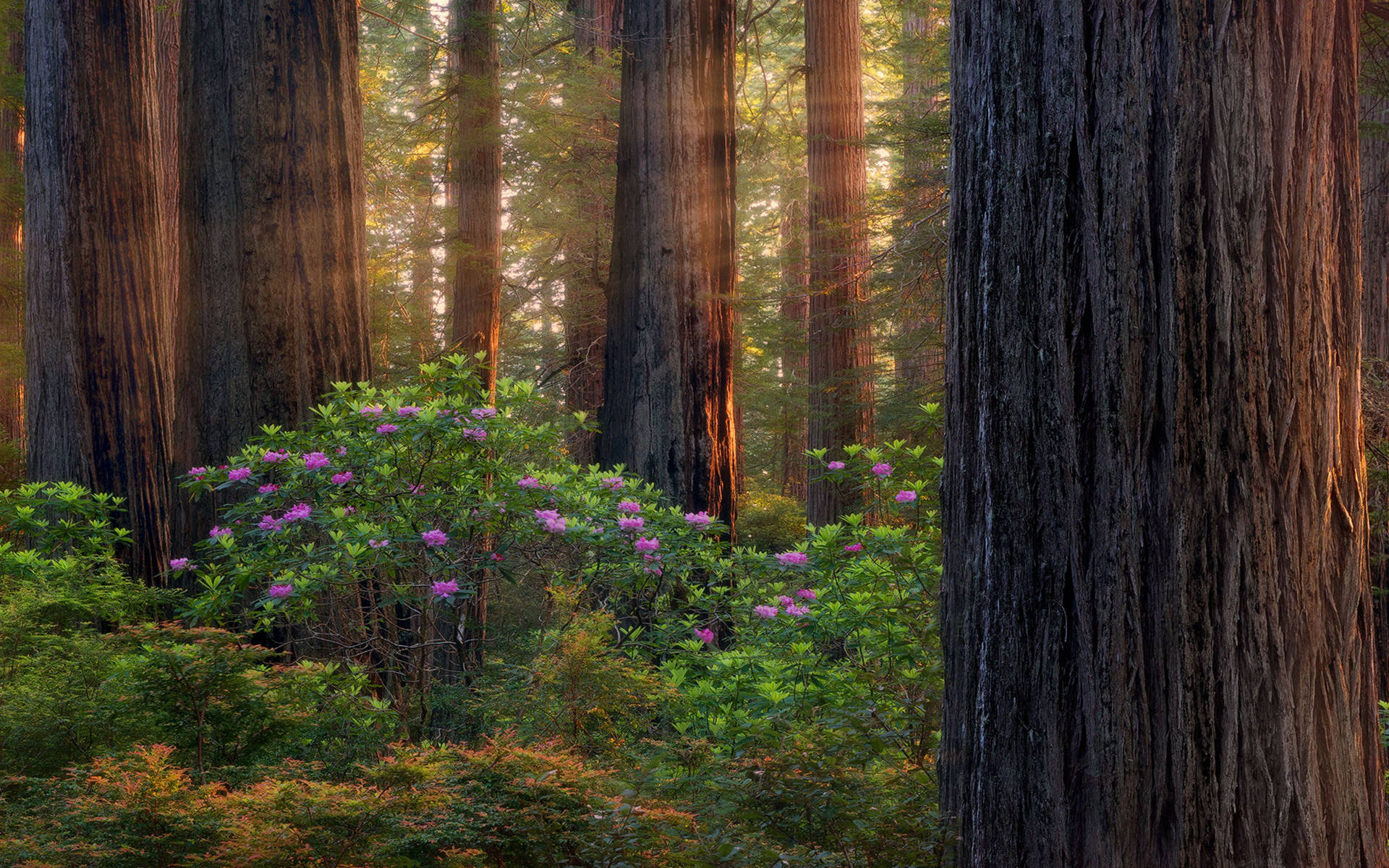 Oregon Forest Purple Background