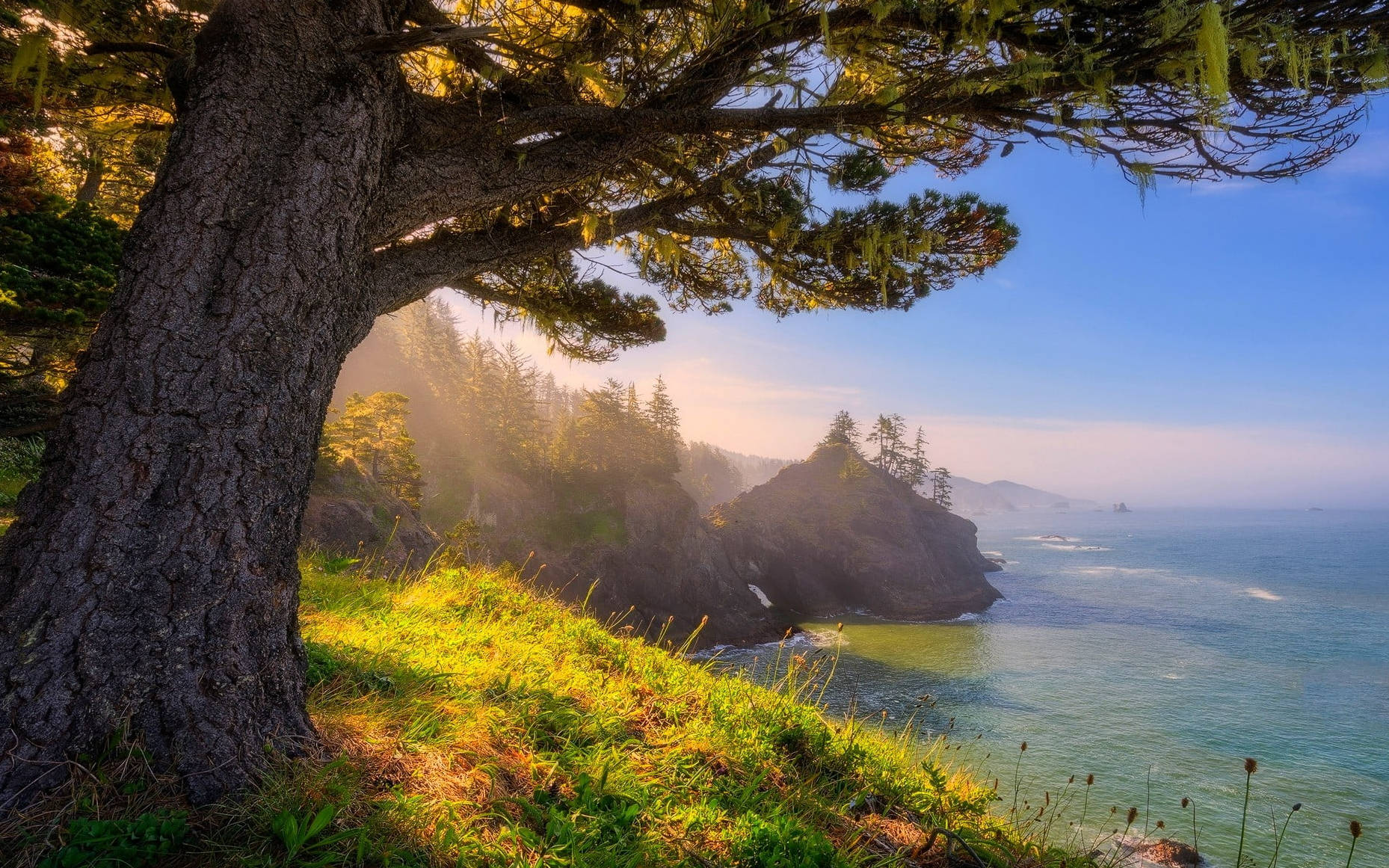 Oregon Giant Tree Background