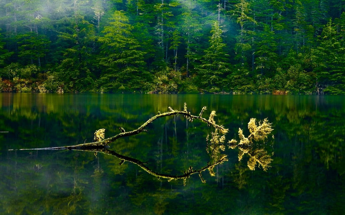 Oregon Green Lake Forest Background