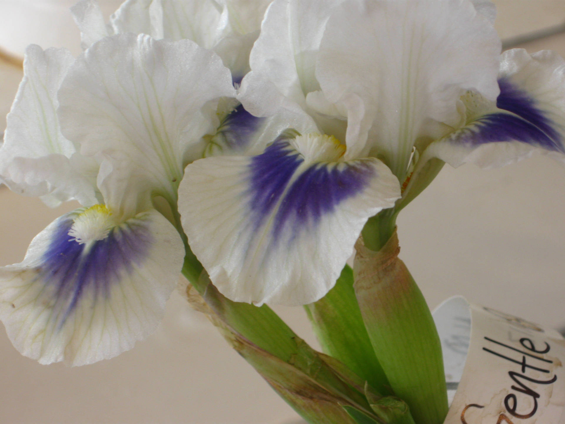 Oregon Iris Flowers
