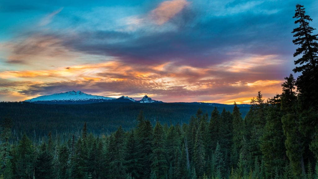 Oregon Pine Forest 4k Desktop Background