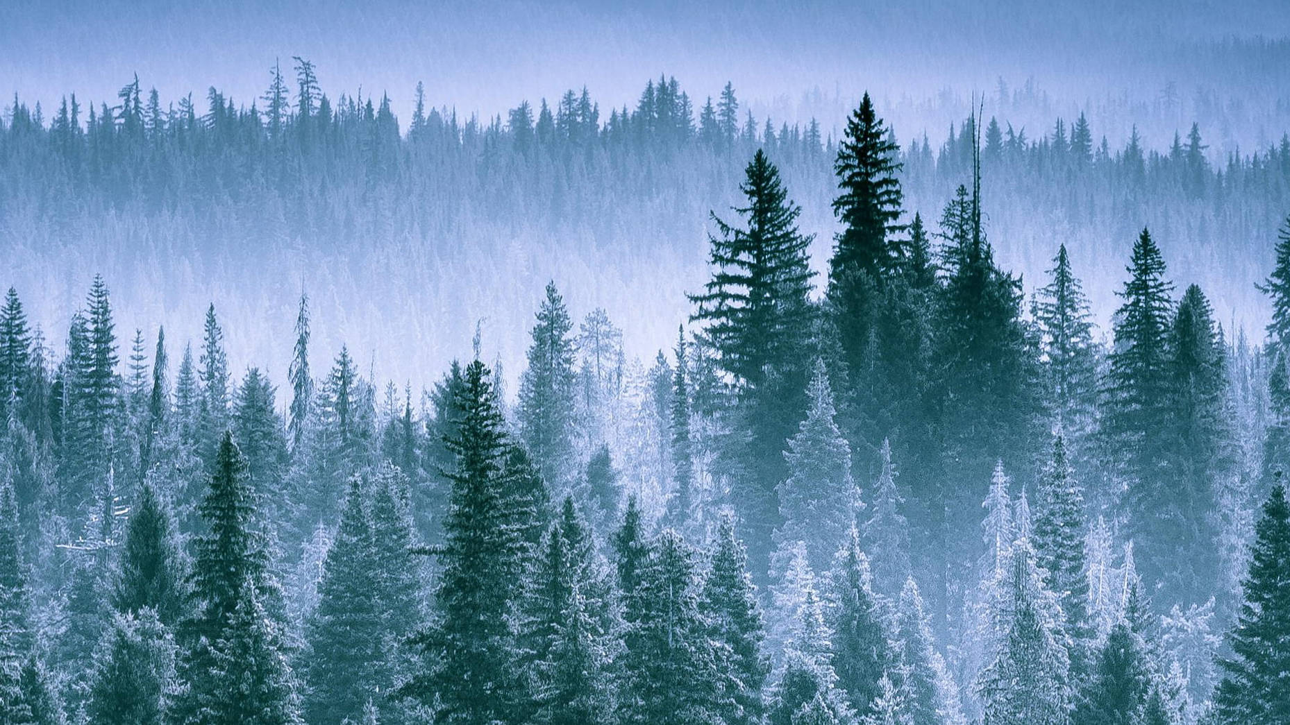 Oregon Pine Tree Forest Background