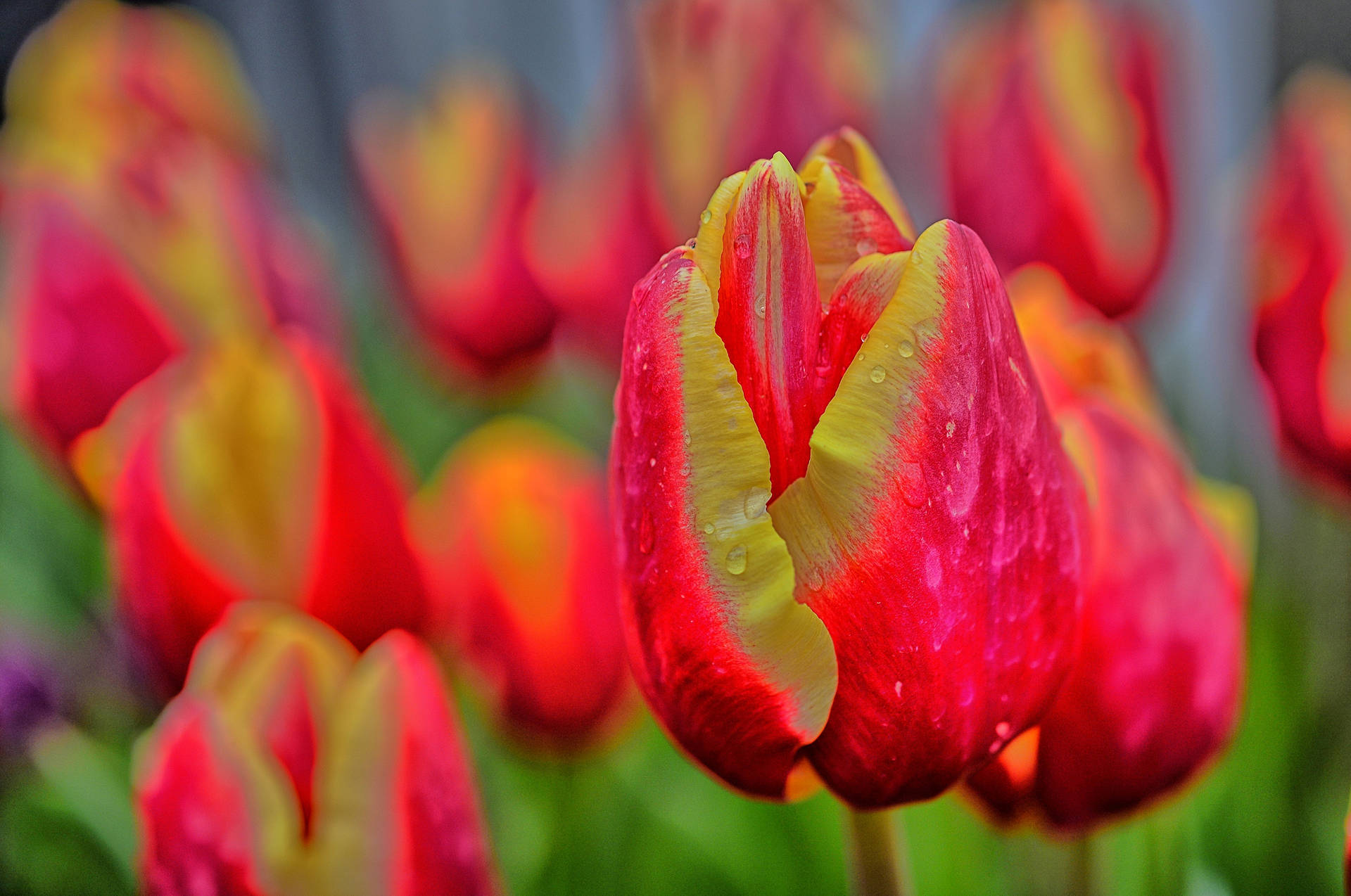 Oregon Pink Tulip Background