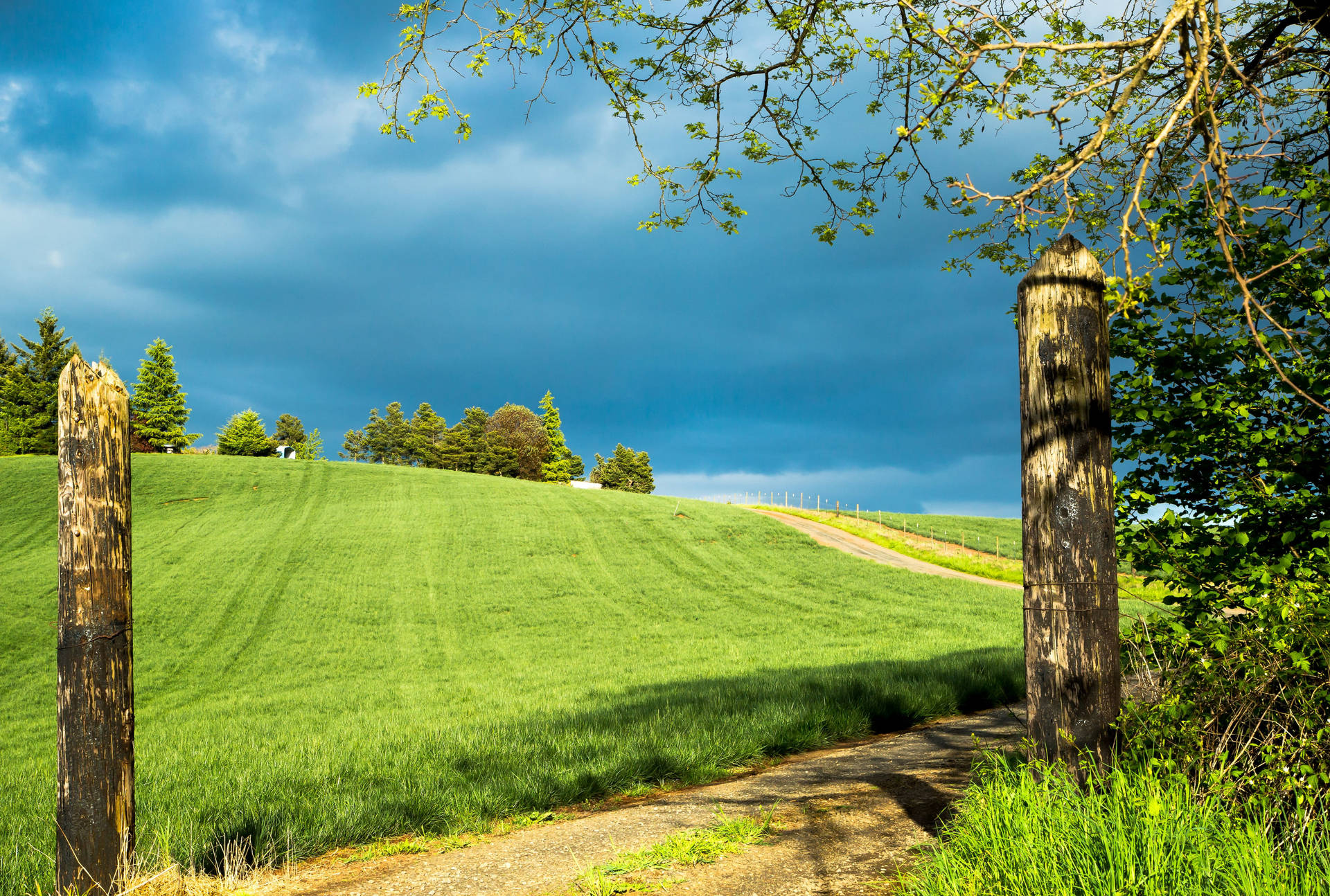 Oregon Salem Green Field Background