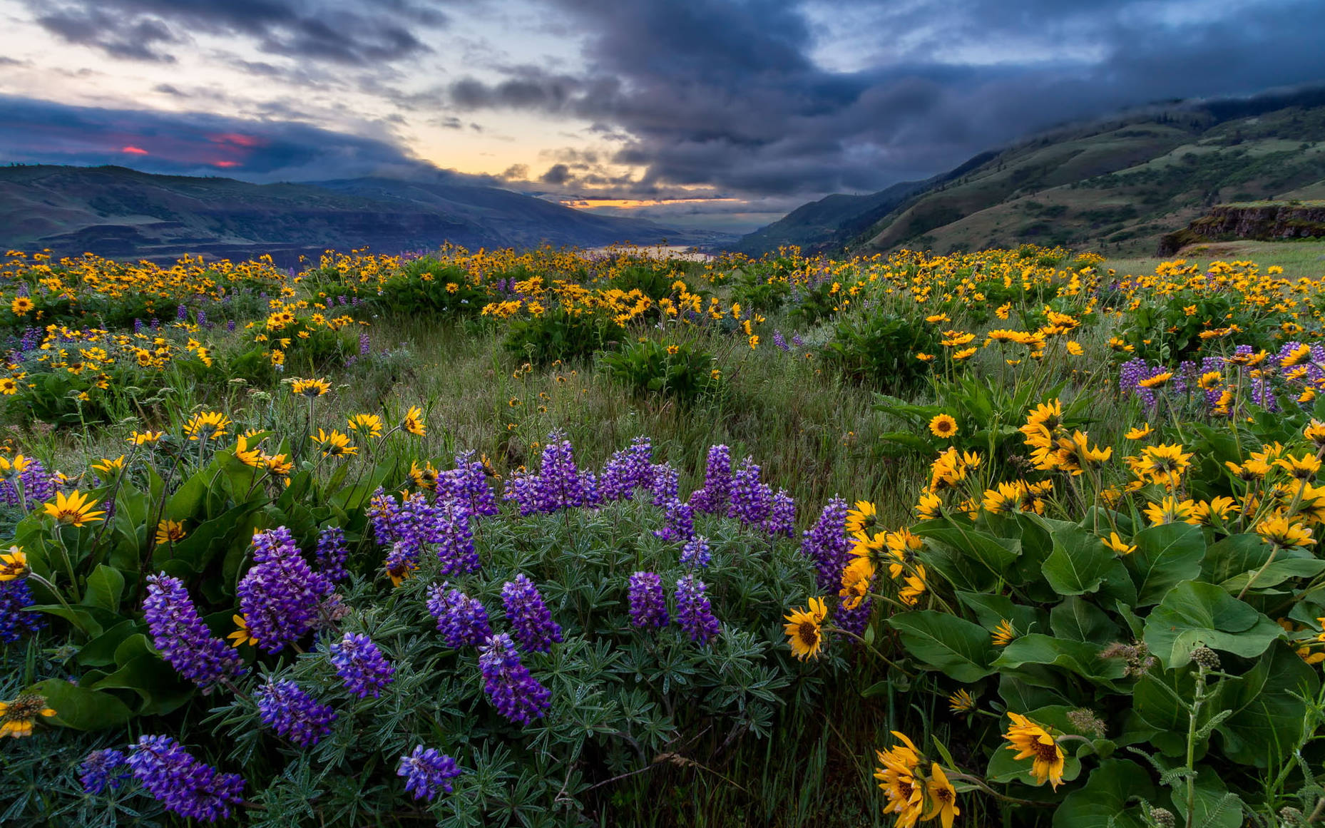 Oregon Wild Flowers Background