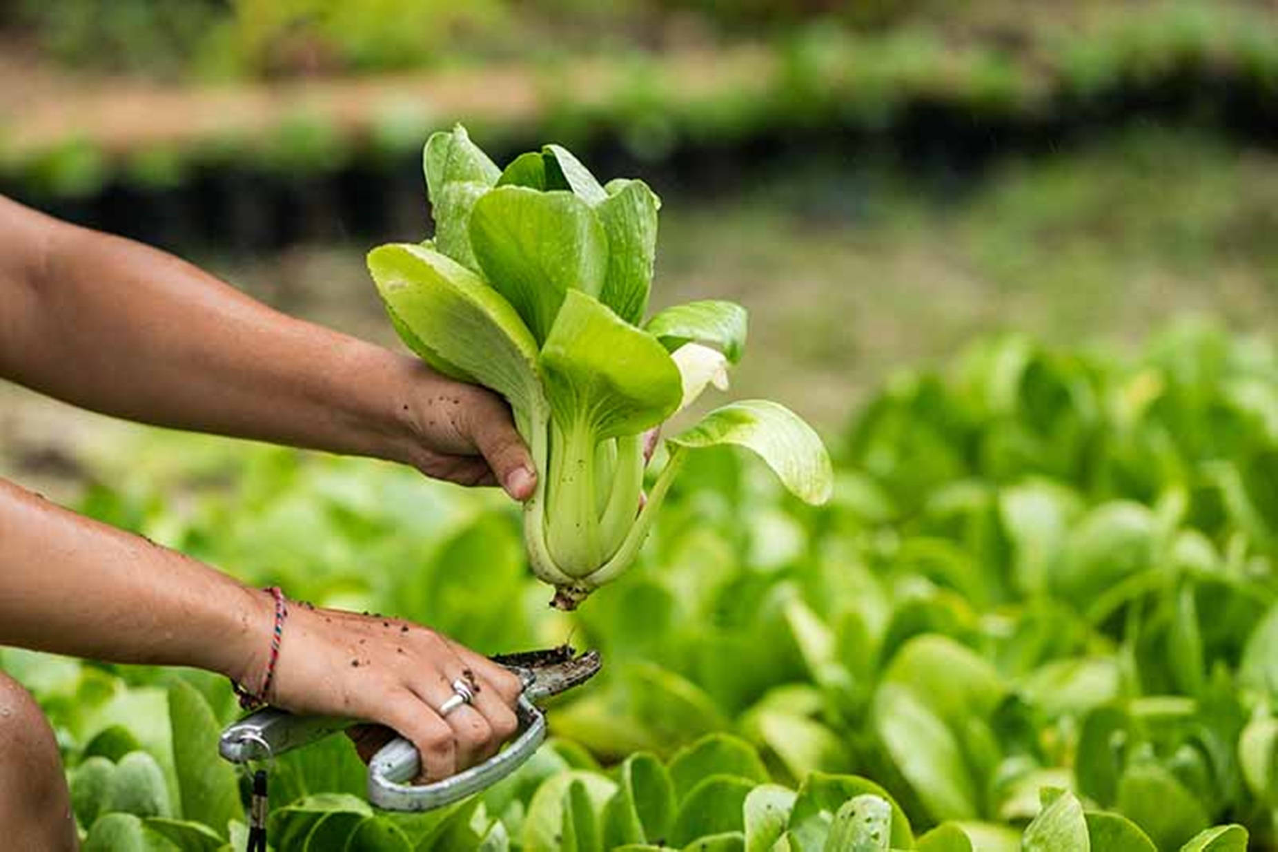 Organic Bok Choy Chinese Cabbage