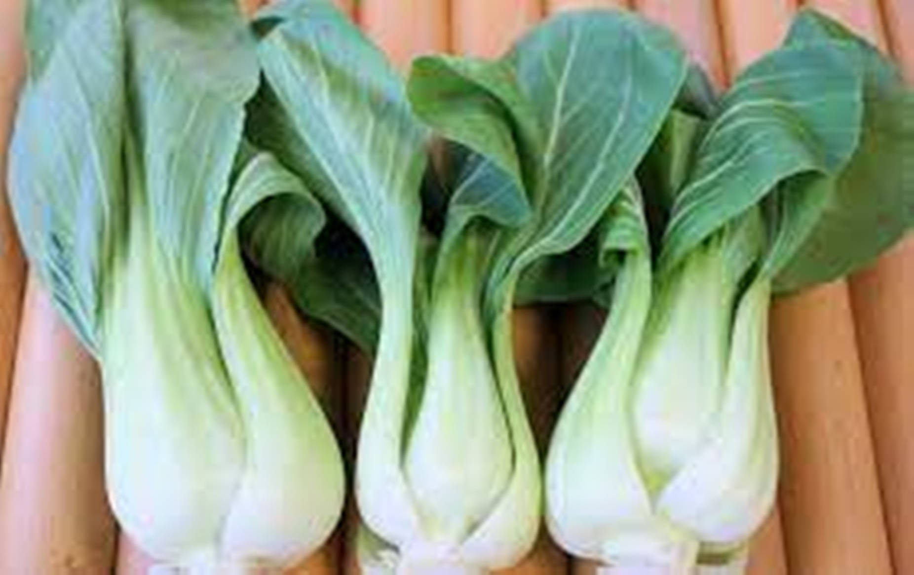 Organic Fresh Bok Choy Cabbages Background