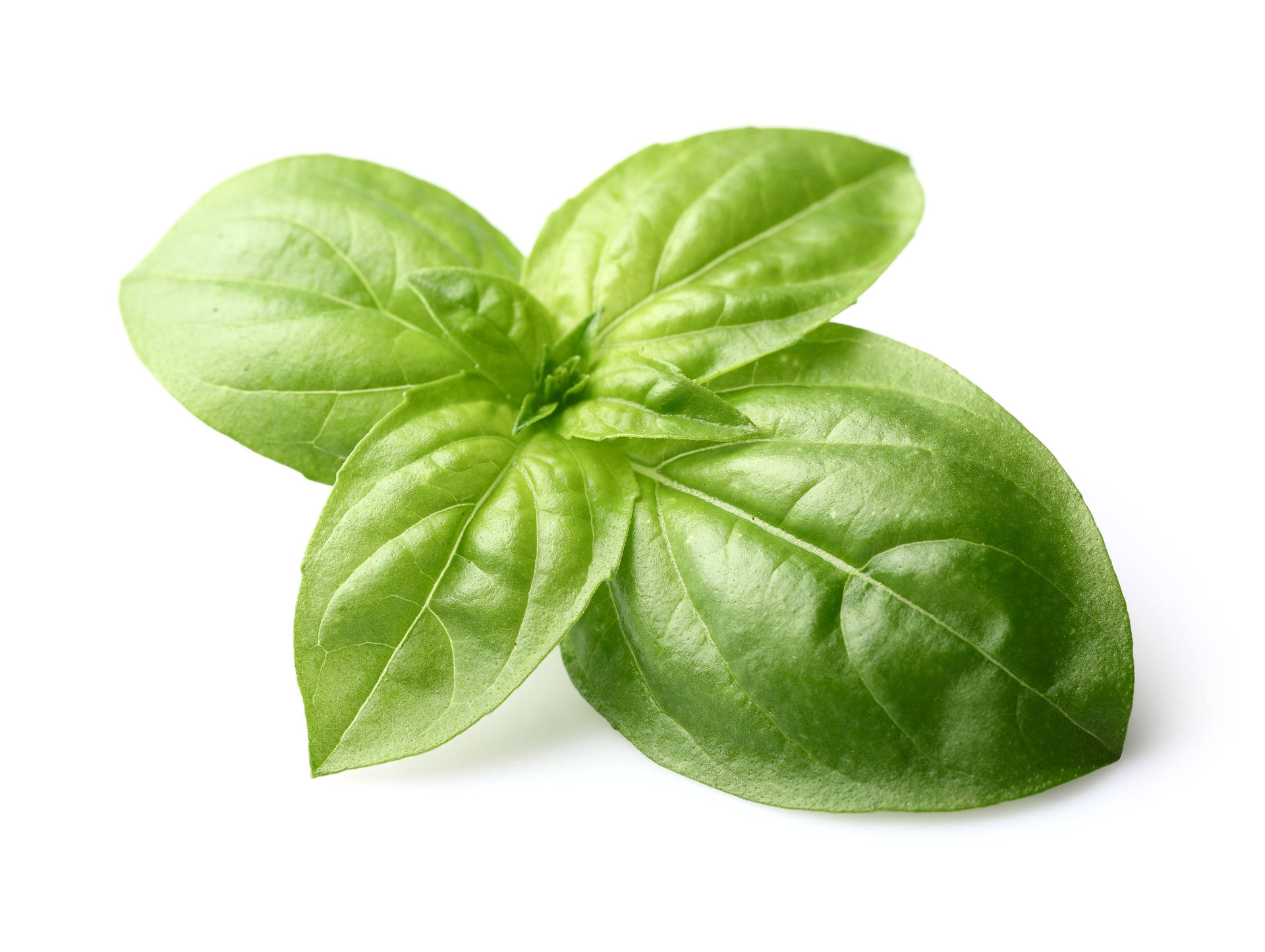 Organic Green Basil Vegetable Leaves