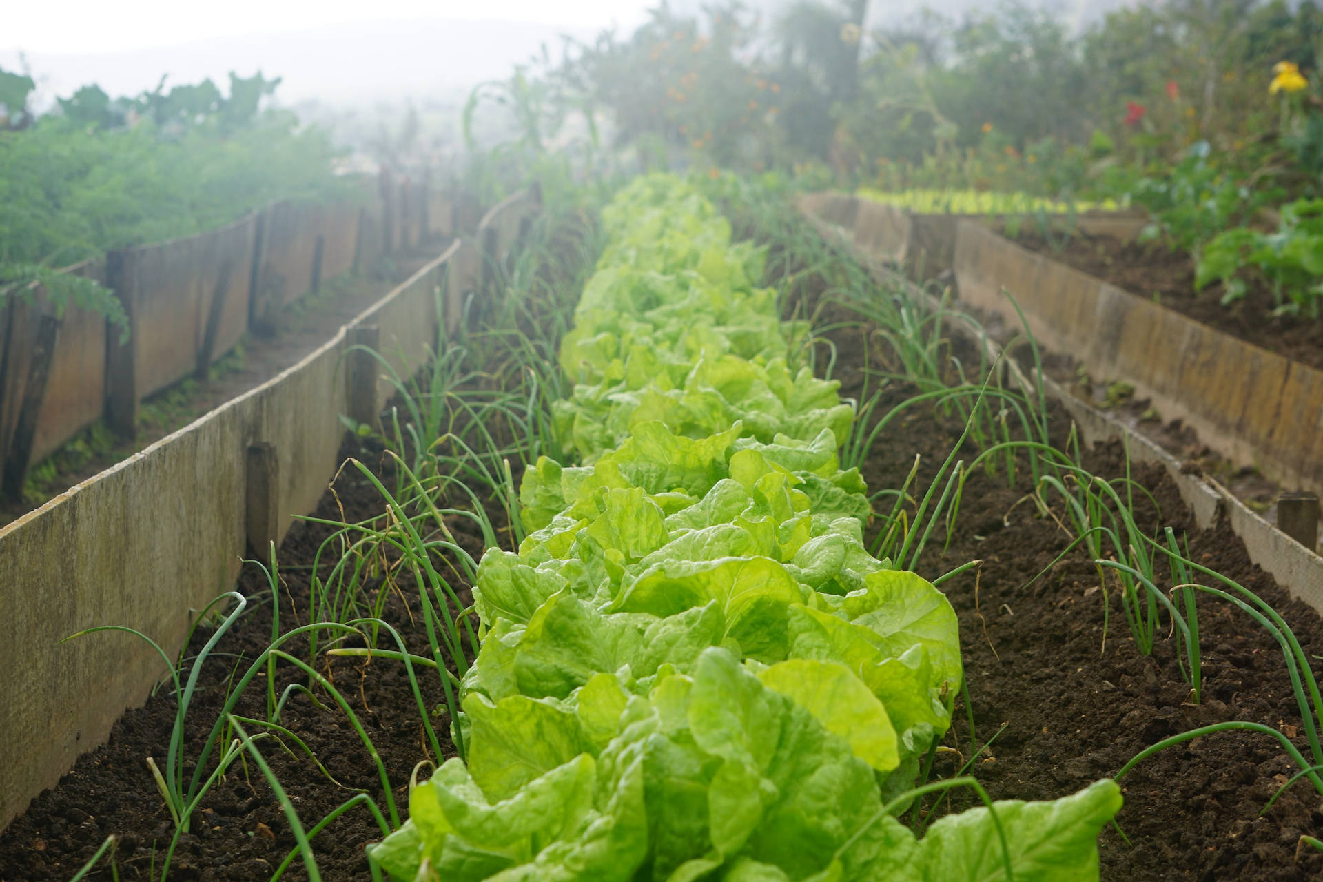 Organic Lettuce Planted Together With Onions In Farm Background