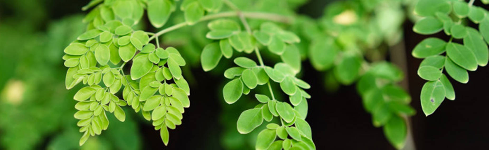 Organic Moringa Olefeira Background