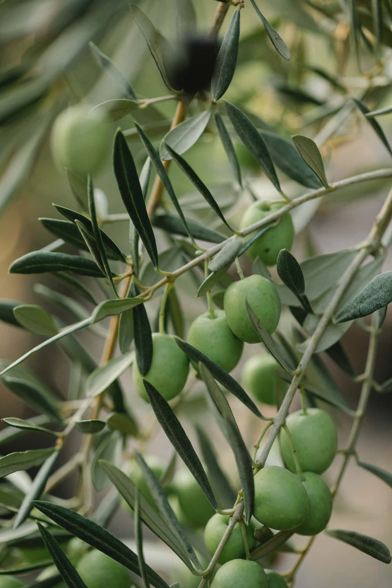 Organic Olive Tree Standing Tall In A Field Of Green. Background